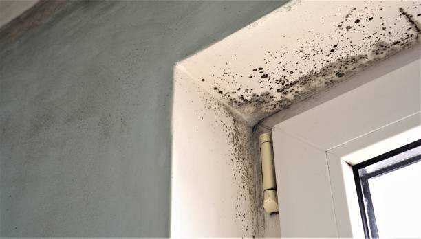 Best Mold Prevention Services  in Hauula, HI