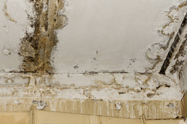 Best Attic Mold Removal  in Hauula, HI