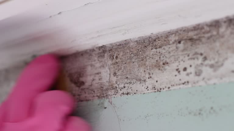 Best Dehumidification Services  in Hauula, HI